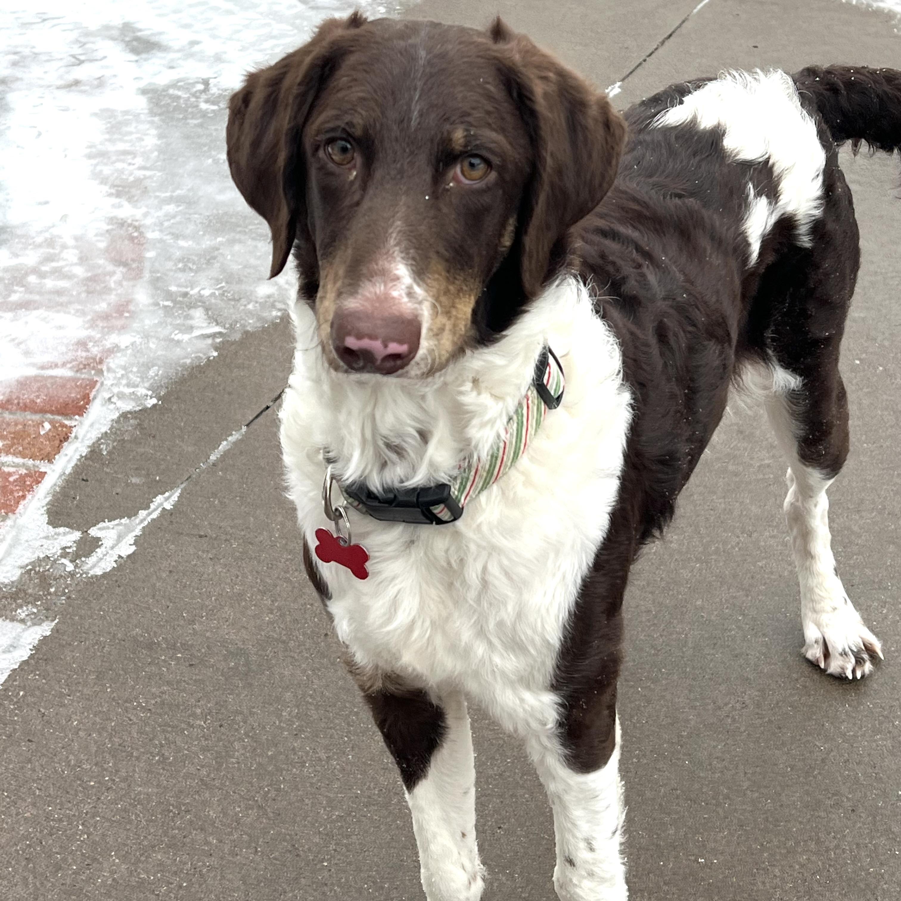 Enlarge Trinity, a ADOPTABLE mixed breed in Prior Lake, MN image 3/6
