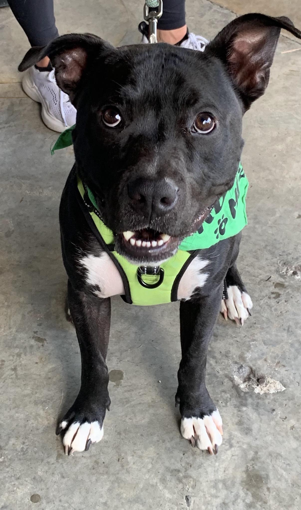 Enlarge Buddy, a Adoptable mixed breed in Charlotte, NC image 5/6