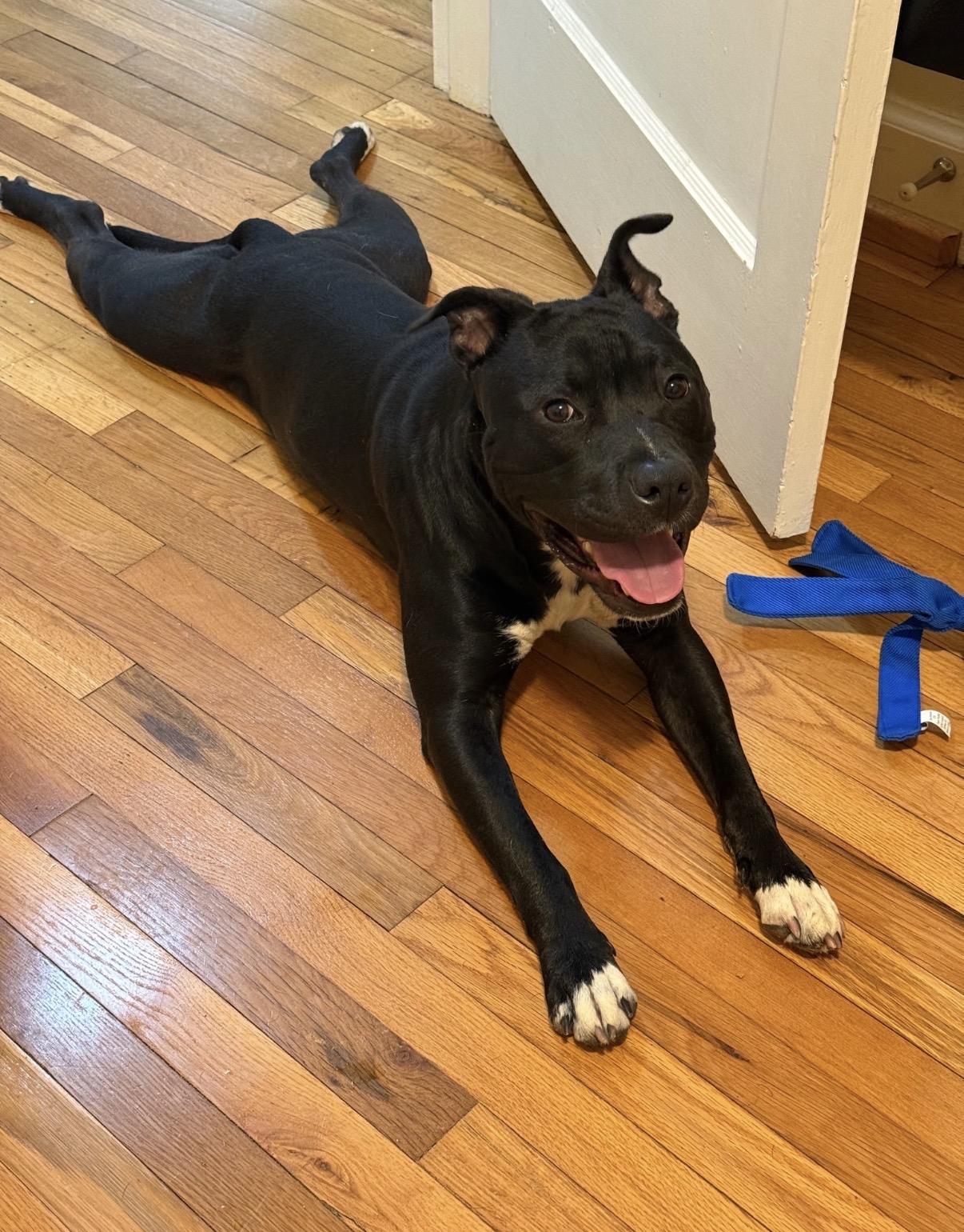 Enlarge Buddy, a Adoptable mixed breed in Charlotte, NC image 3/6