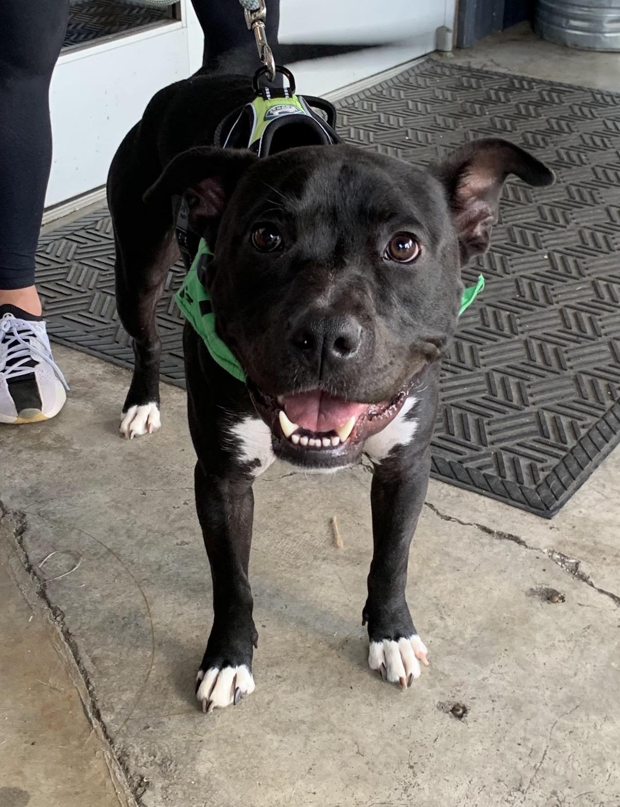 Enlarge Buddy, a Adoptable mixed breed in Charlotte, NC image 2/6