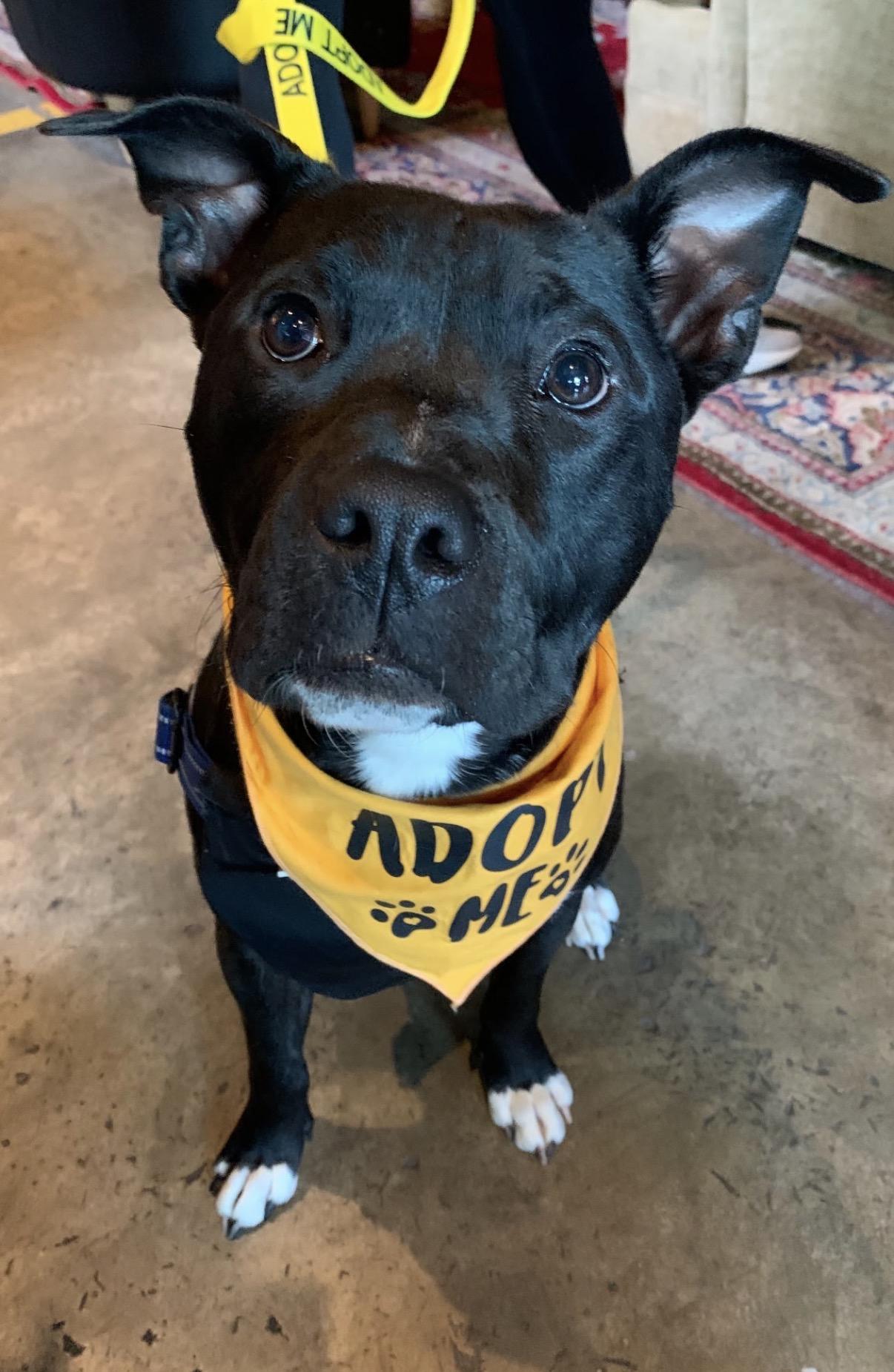 Enlarge Buddy, a Adoptable mixed breed in Charlotte, NC image 4/6