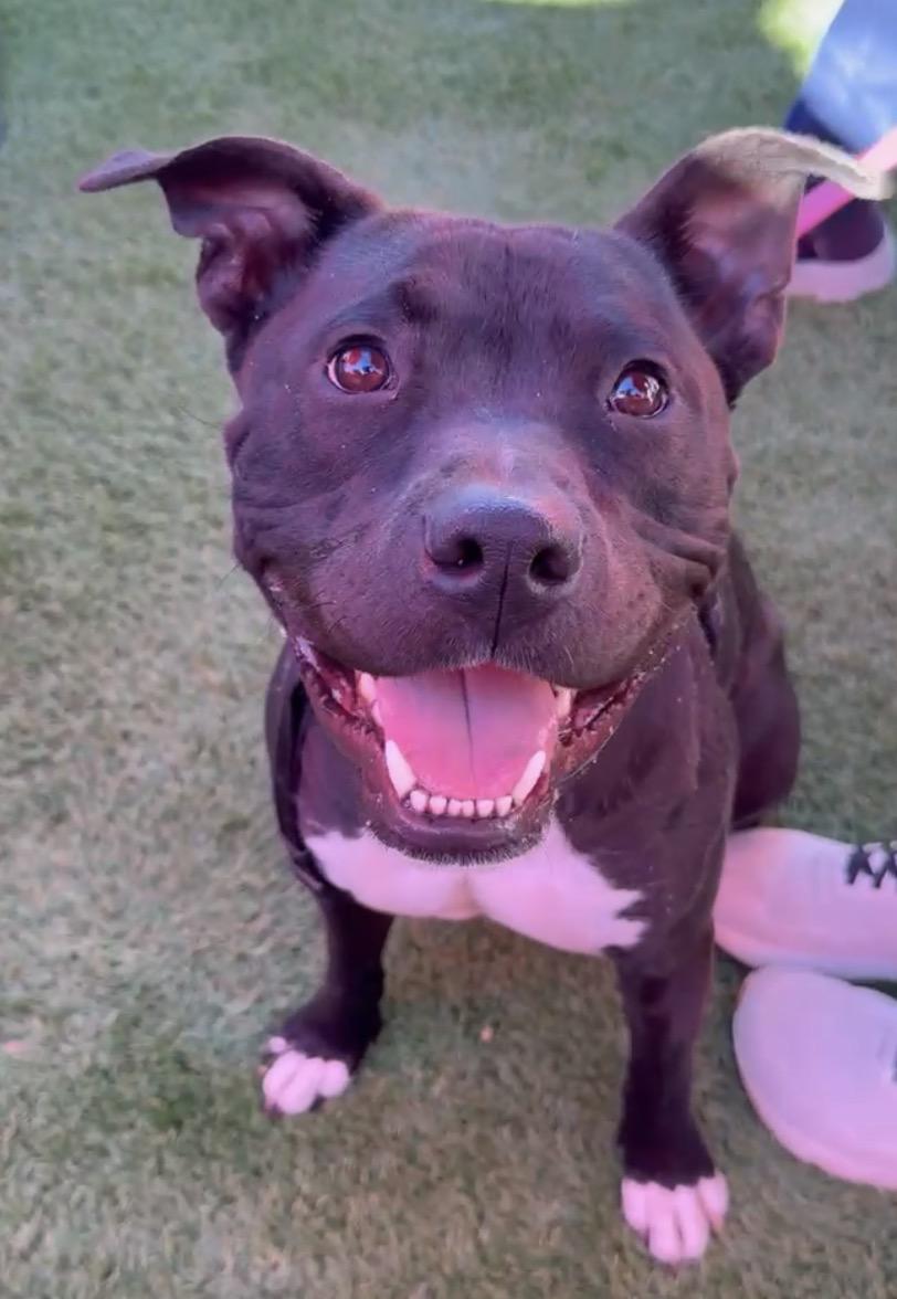 Enlarge Buddy, a Adoptable mixed breed in Charlotte, NC image 1/6