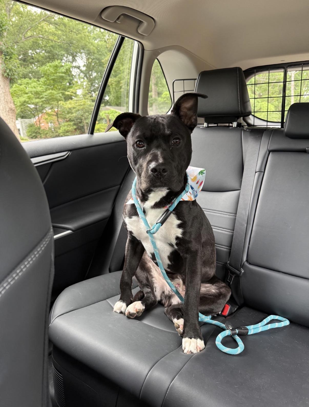 Enlarge Buddy, a Adoptable mixed breed in Charlotte, NC image 6/6