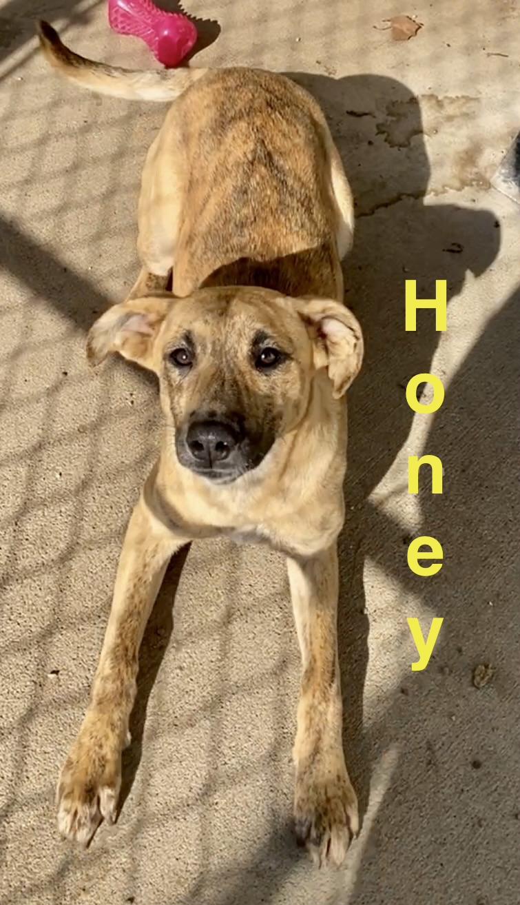 Enlarge Honey, a ADOPTABLE Mixed Breed in Pomeroy, OH image 3/5