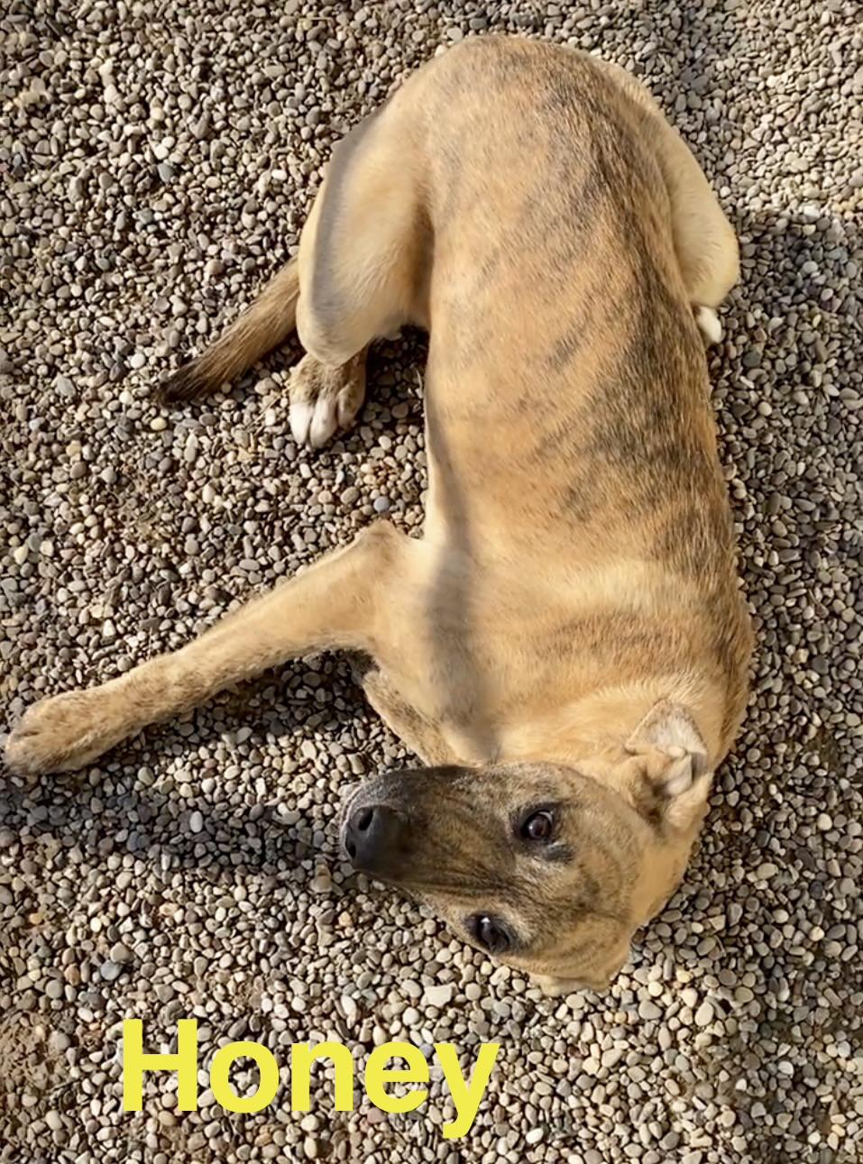 Enlarge Honey, a ADOPTABLE Mixed Breed in Pomeroy, OH image 5/5