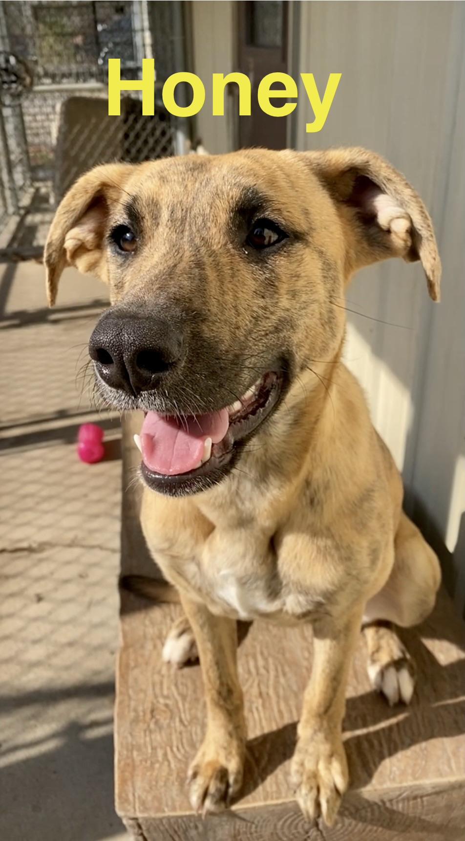 Enlarge Honey, a ADOPTABLE Mixed Breed in Pomeroy, OH image 2/5