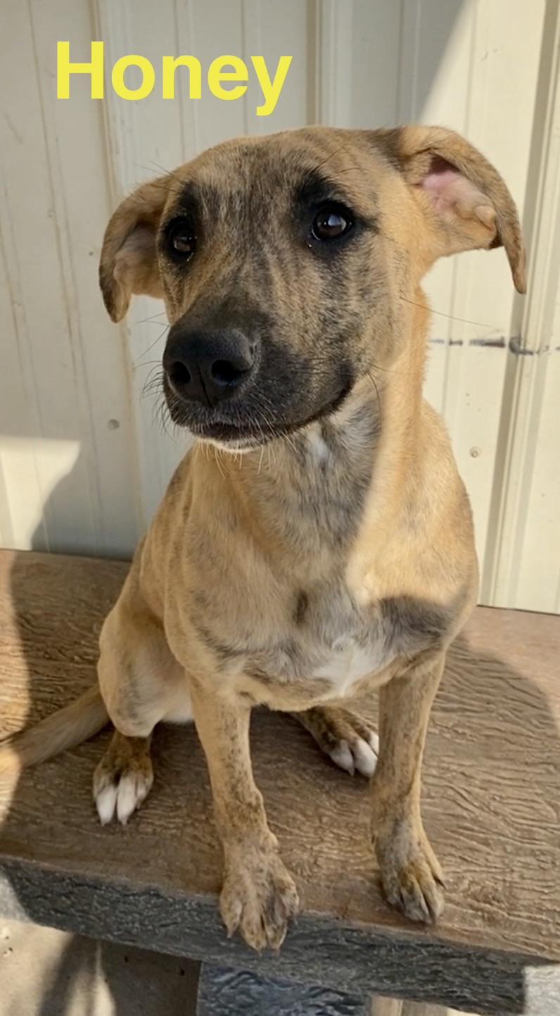 Enlarge Honey, a ADOPTABLE Mixed Breed in Pomeroy, OH image 4/5