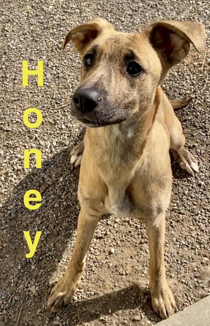 Honey, ADOPTABLE, Young Female Mixed Breed.