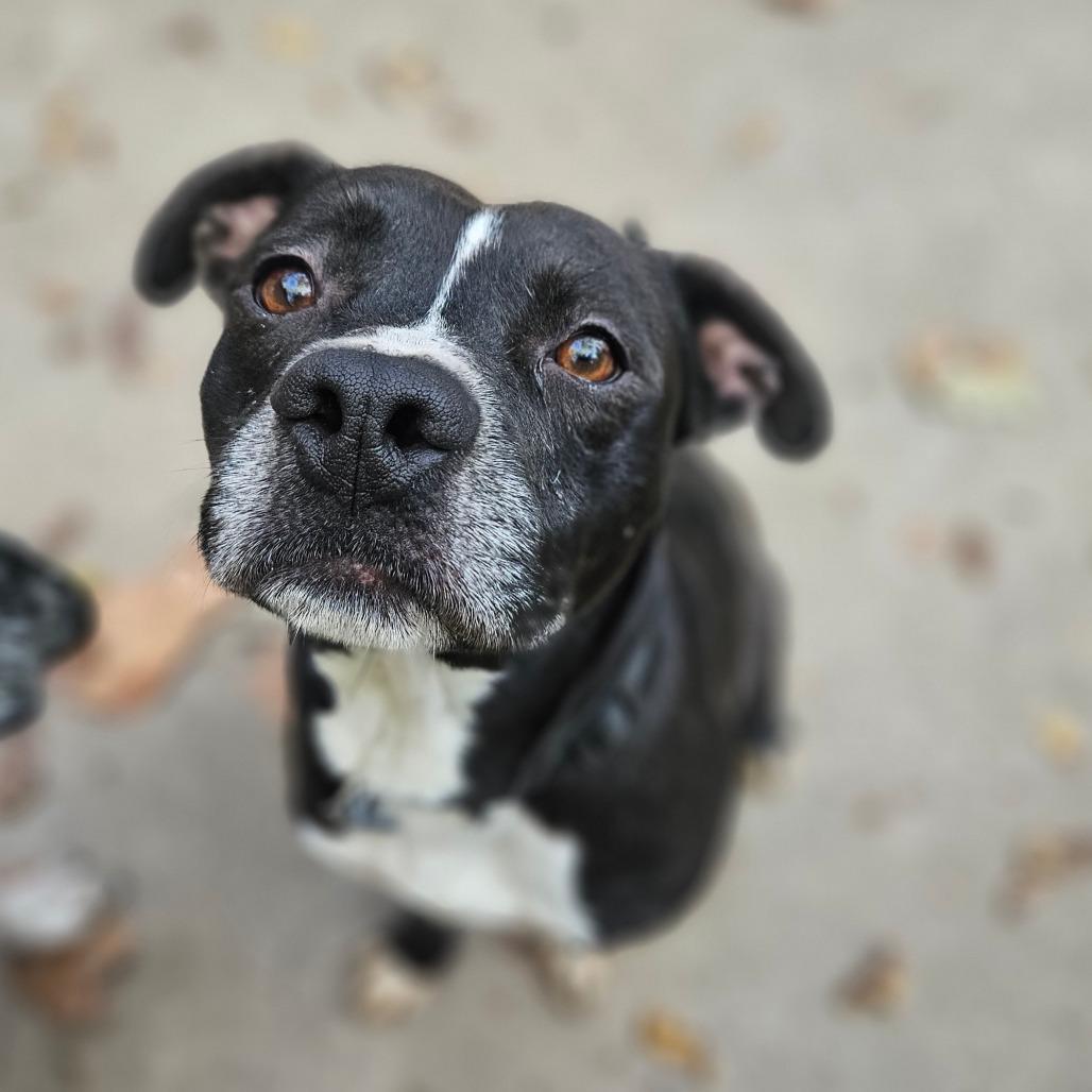 Enlarge Rupert, a Adoptable mixed breed in Springfield, MO image 1/6