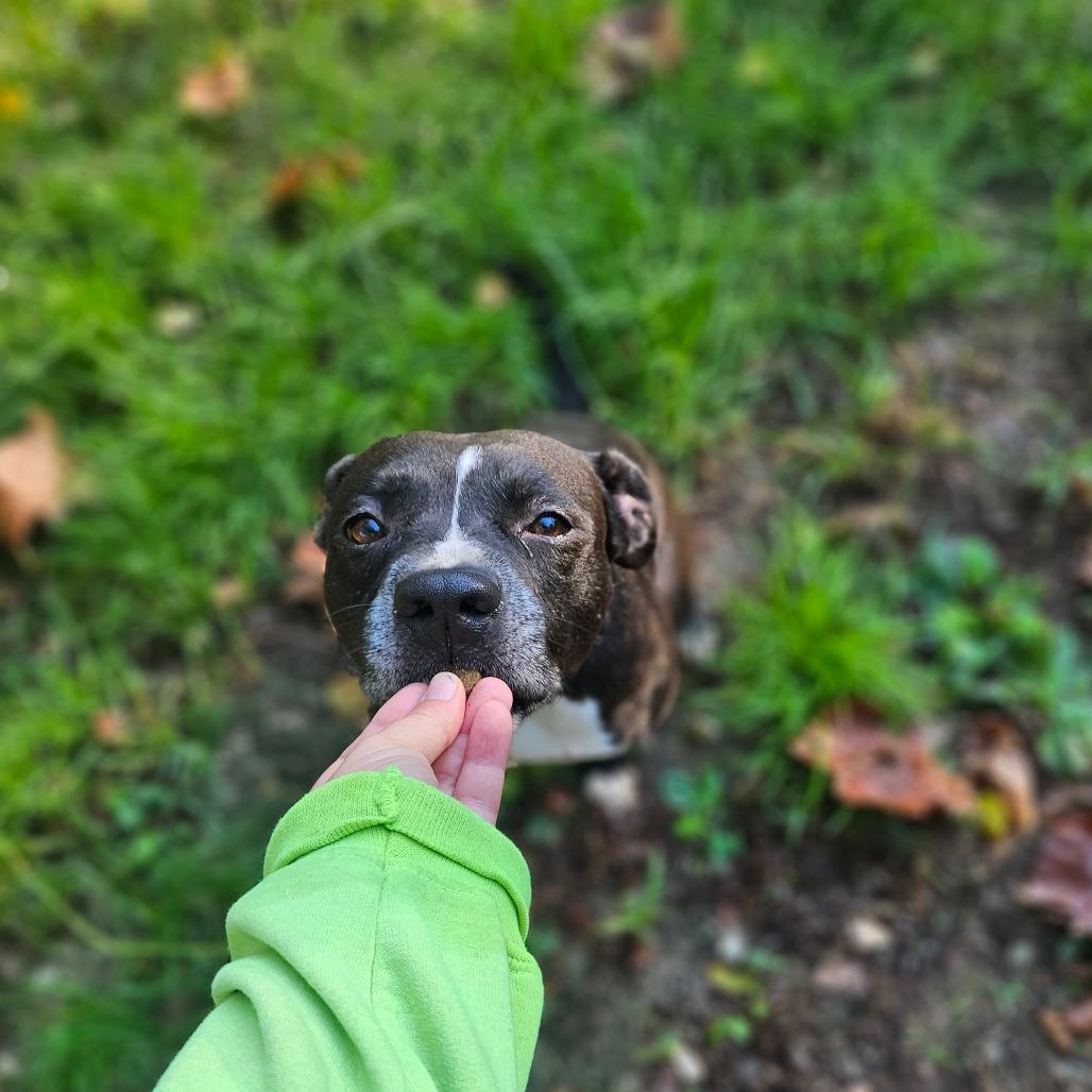 Enlarge Rupert, a Adoptable mixed breed in Springfield, MO image 2/6
