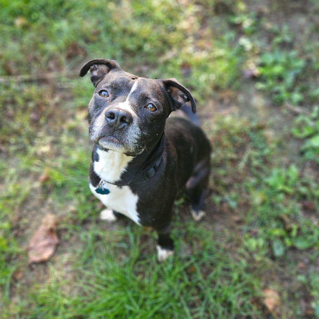 Enlarge Rupert, a Adoptable mixed breed in Springfield, MO image 3/6