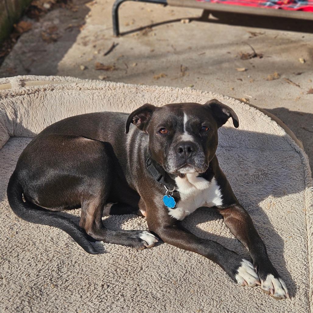 Enlarge Rupert, a Adoptable mixed breed in Springfield, MO image 4/6