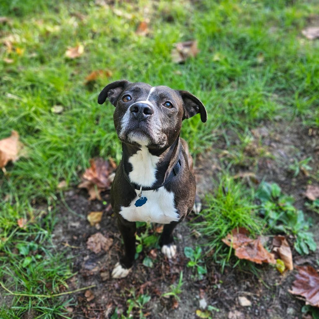 Enlarge Rupert, a Adoptable mixed breed in Springfield, MO image 5/6