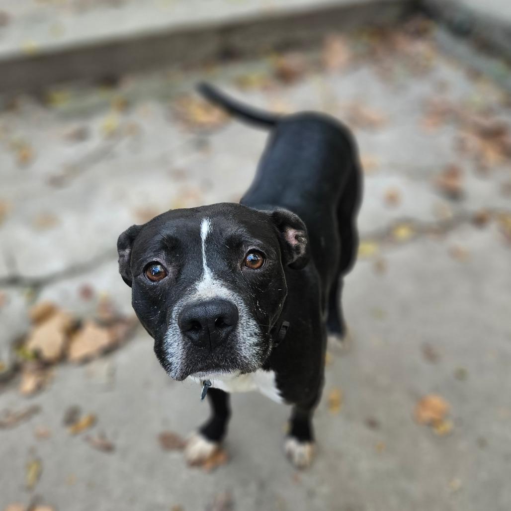 Enlarge Rupert, a Adoptable mixed breed in Springfield, MO image 6/6
