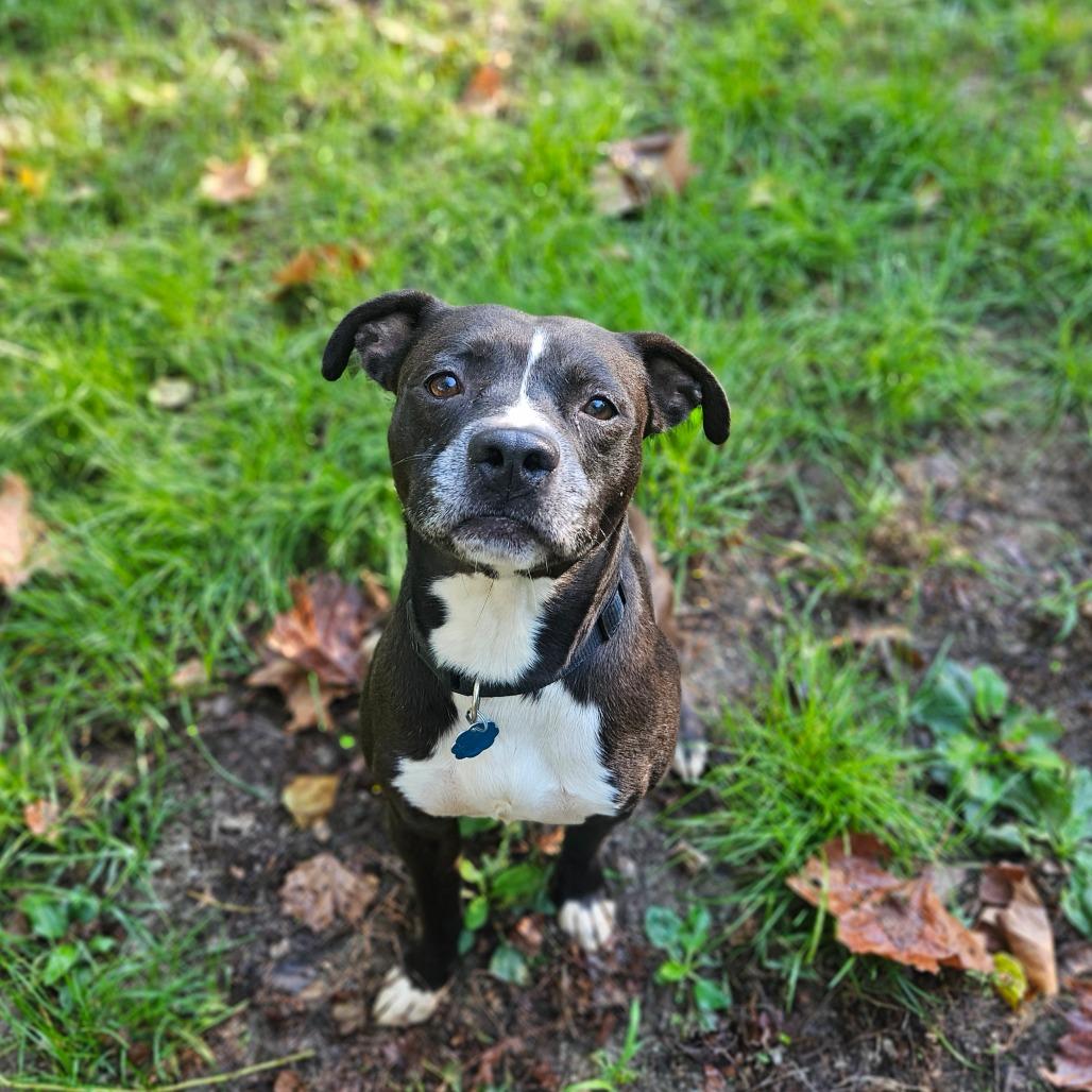 Enlarge Rupert, a Adoptable mixed breed in Springfield, MO image 6/6