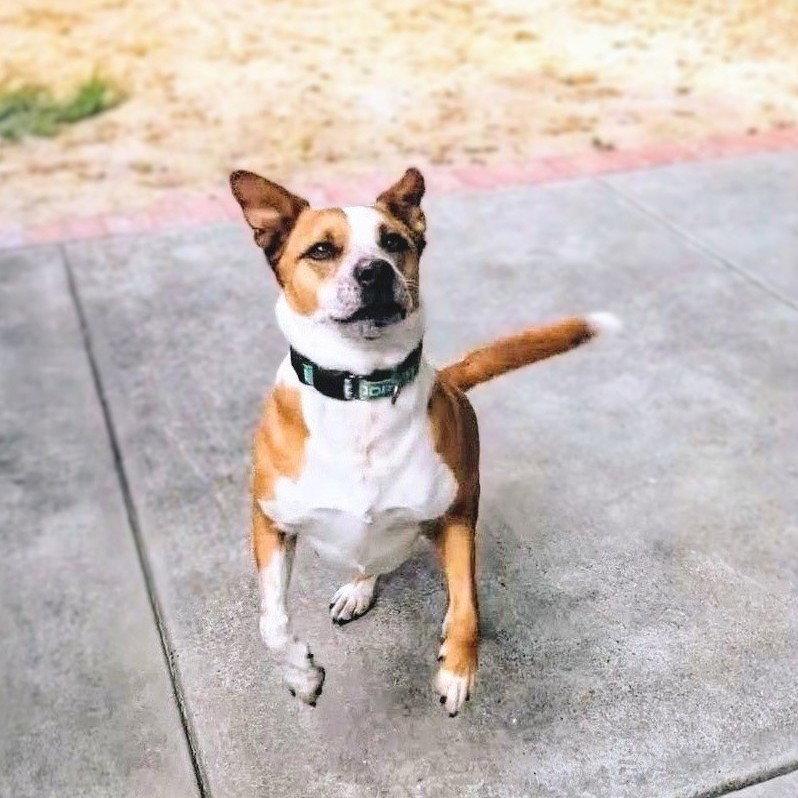 Enlarge Archie, a Adoptable Mixed Breed in Oakland, CA image 1/3