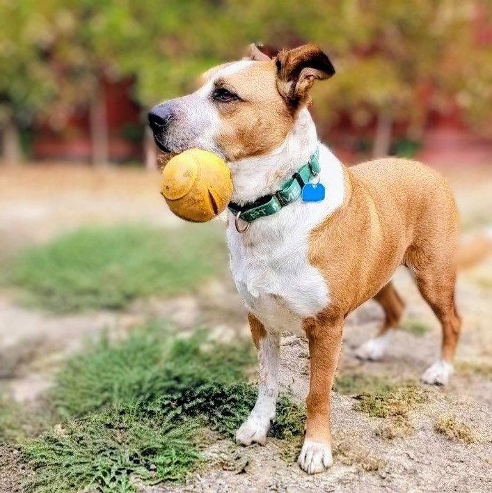 Enlarge Archie, a Adoptable Mixed Breed in Oakland, CA image 2/3