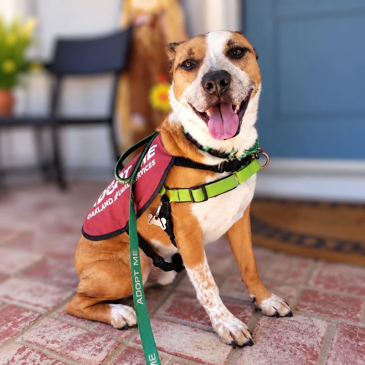 Enlarge Archie, a Adoptable Mixed Breed in Oakland, CA image 3/3