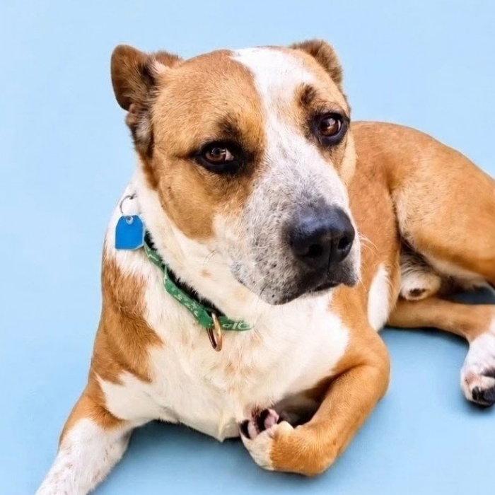Archie, Adoptable, Adult Male Mixed Breed.