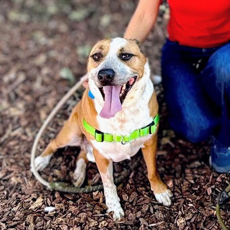 Enlarge Archie, a Adoptable Mixed Breed in Oakland, CA image 2/3