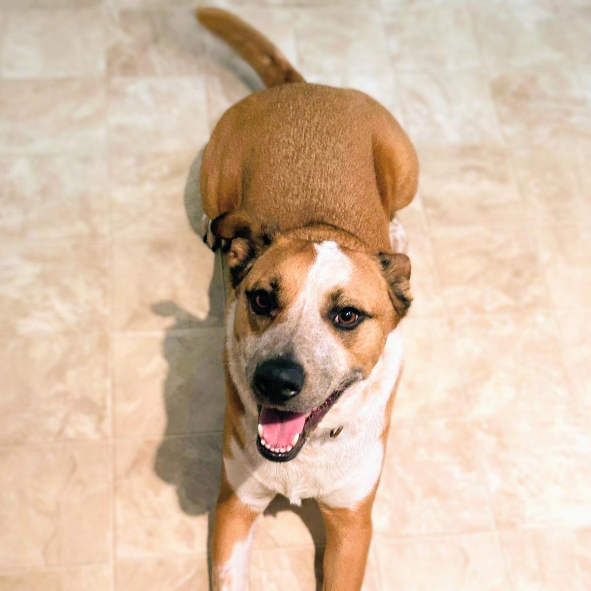 Enlarge Archie, a Adoptable Mixed Breed in Oakland, CA image 3/3