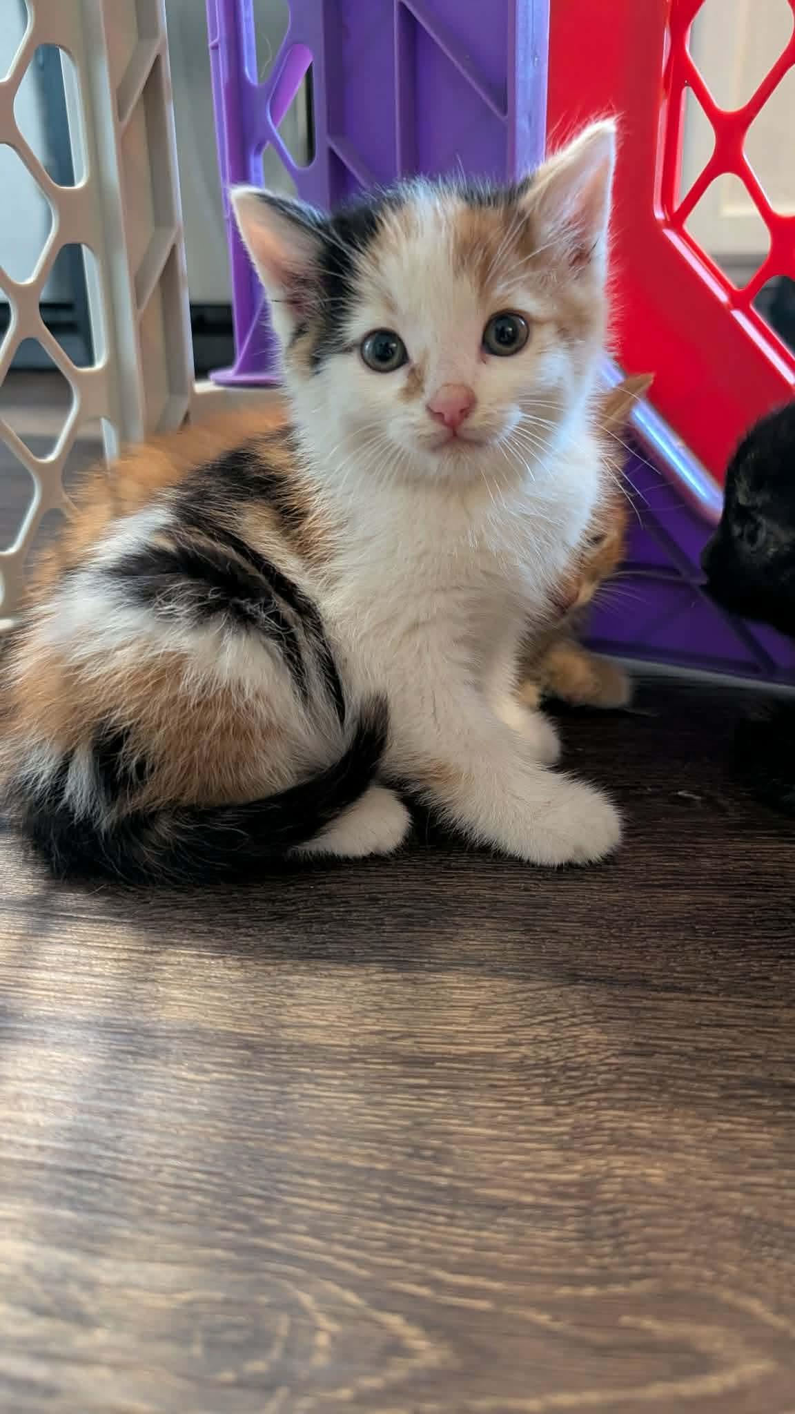 Fiona, Adopted, Kitten Female Domestic Short Hair.