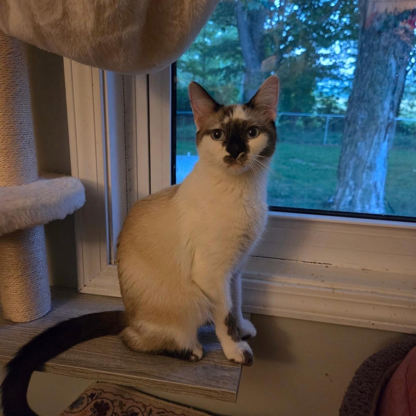 Apple, ADOPTABLE, Young Female Siamese.