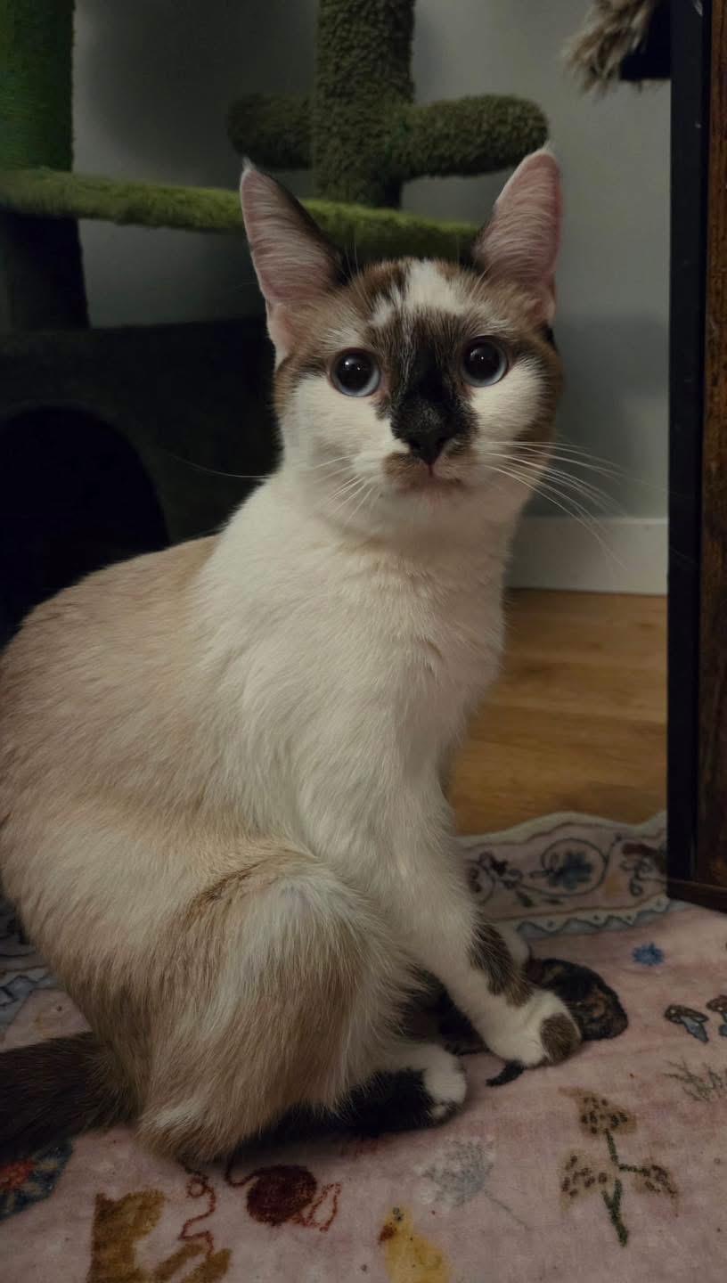 Enlarge Apple, a ADOPTABLE mixed breed in Muncie, IN image 2/2