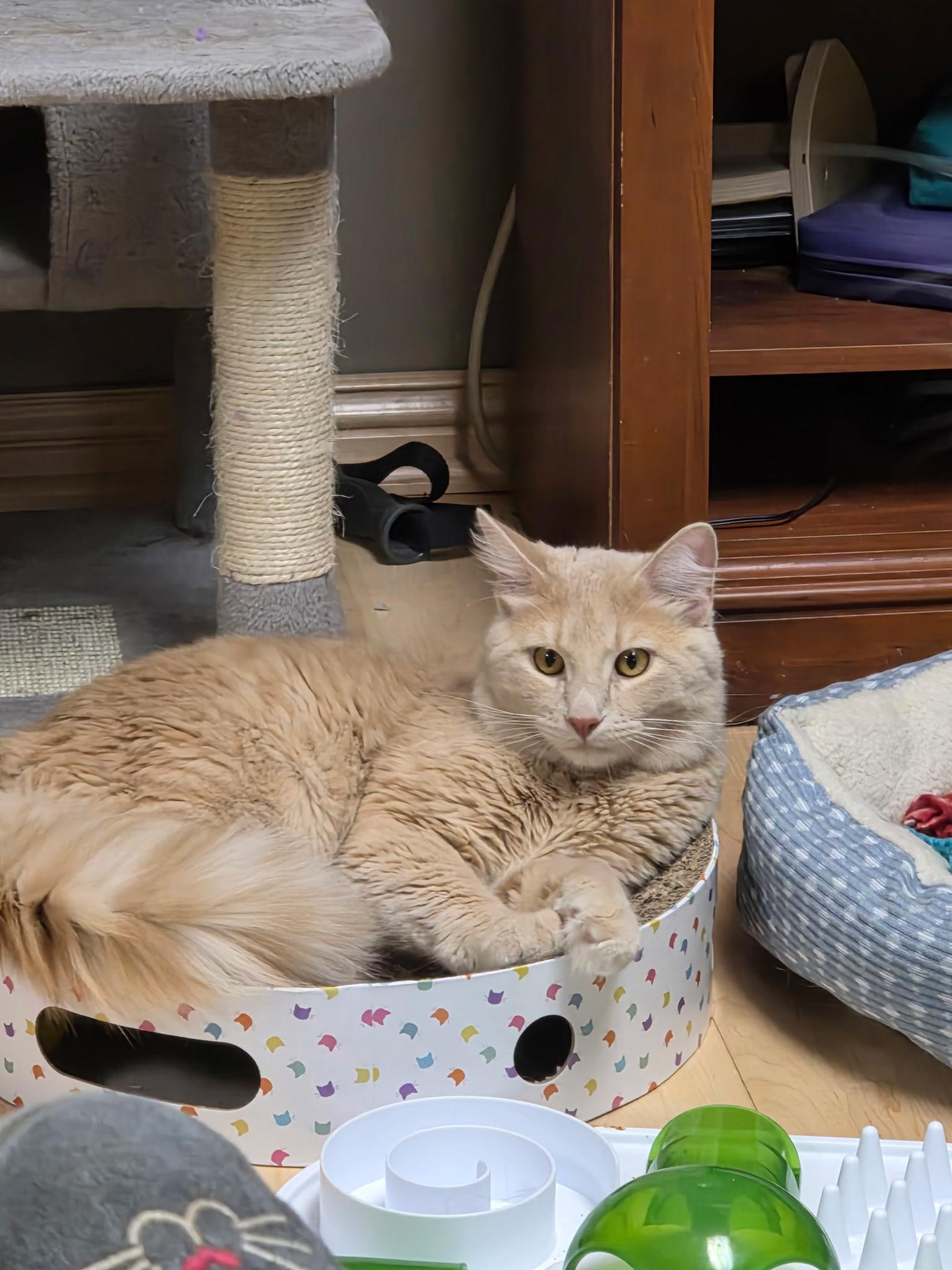 Fluffy, an adopted Domestic Long Hair in Faribault, MN image 2/3
