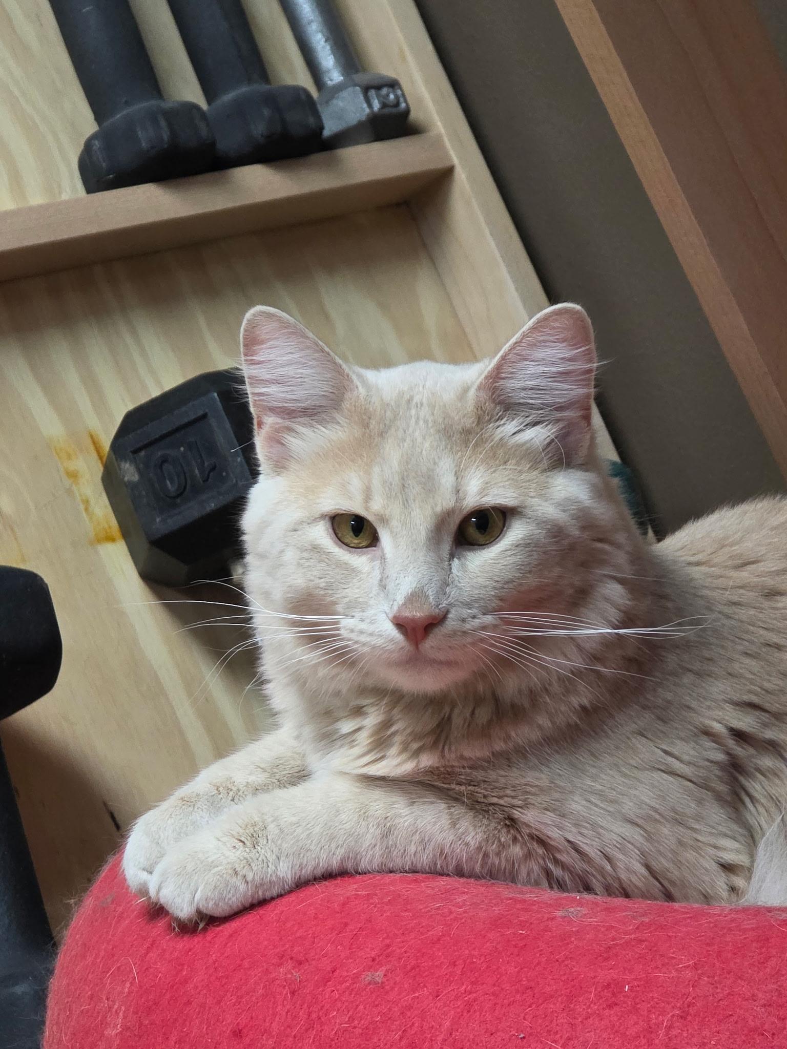 Fluffy, adopted, Young Male Domestic Long Hair.