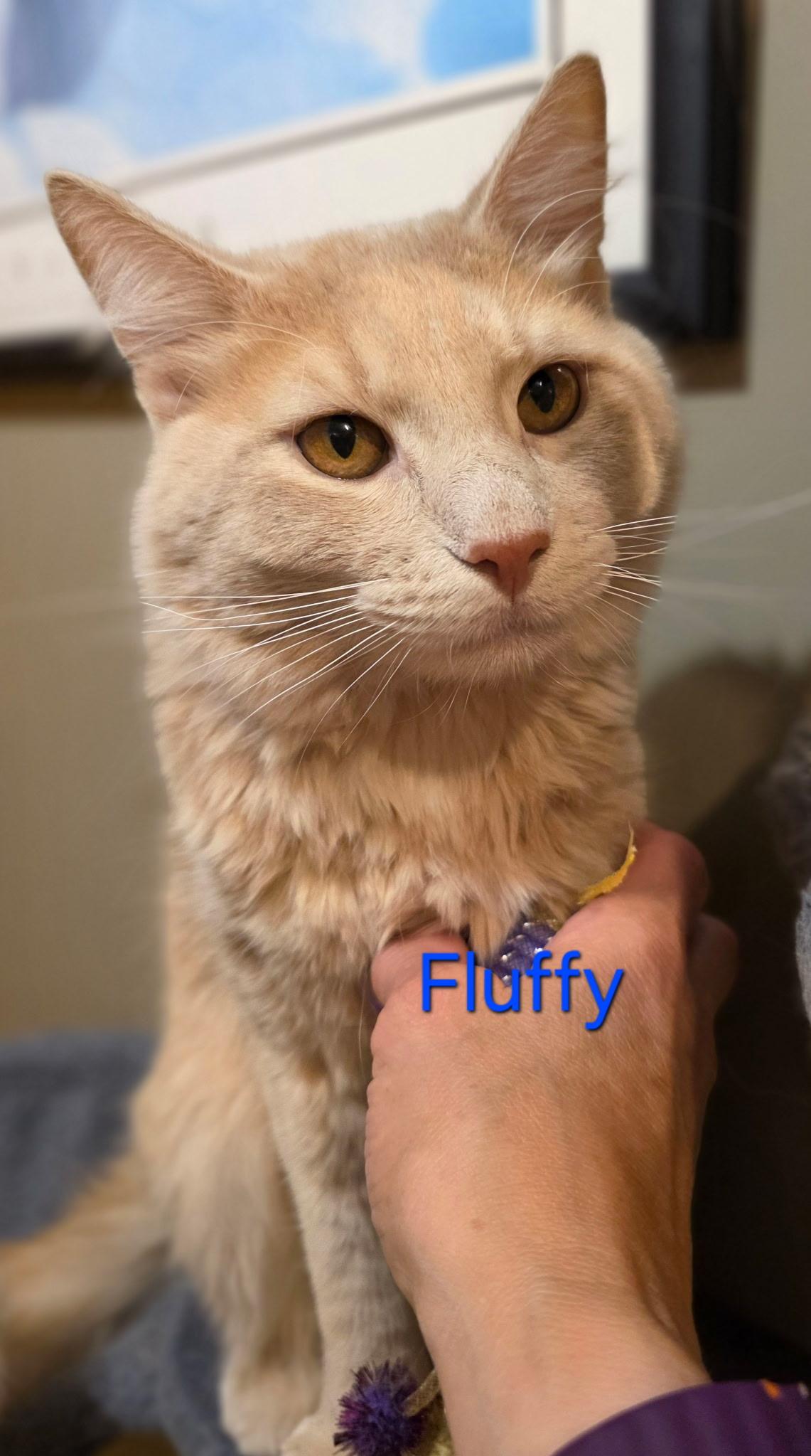 Fluffy, an adopted Domestic Long Hair in Faribault, MN image 3/3