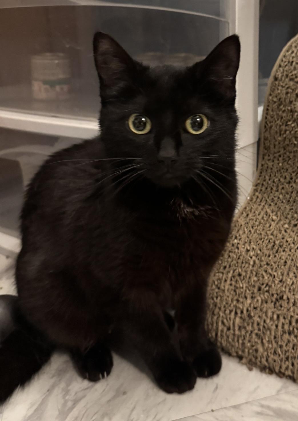 Potion, ADOPTABLE, Young Female Domestic Short Hair.