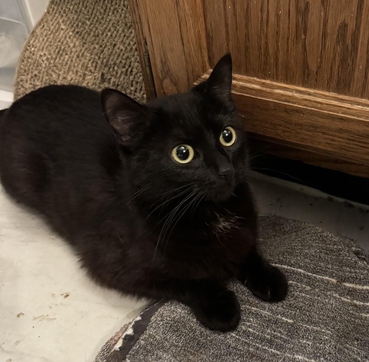 Potion, a ADOPTABLE Domestic Short Hair in Port Washington, WI image 2/2