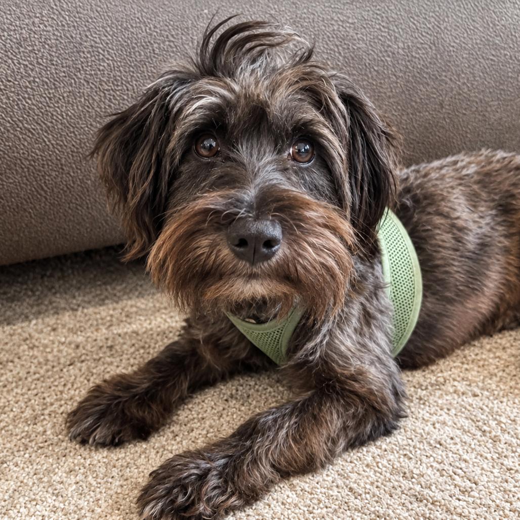Oslo, Adoptable, Adult Male Miniature Schnauzer & Terrier.