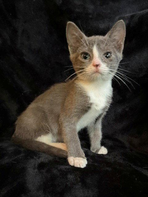 Mr. Bean 26, Adoptable, Kitten Male Domestic Short Hair.