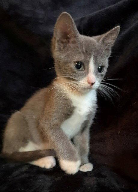Mr. Bean 26, a Adoptable Domestic Short Hair in Nashville, TN image 2/3