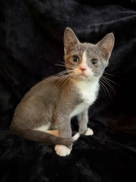 Mr. Bean 26, a Adoptable Domestic Short Hair in Nashville, TN image 3/3