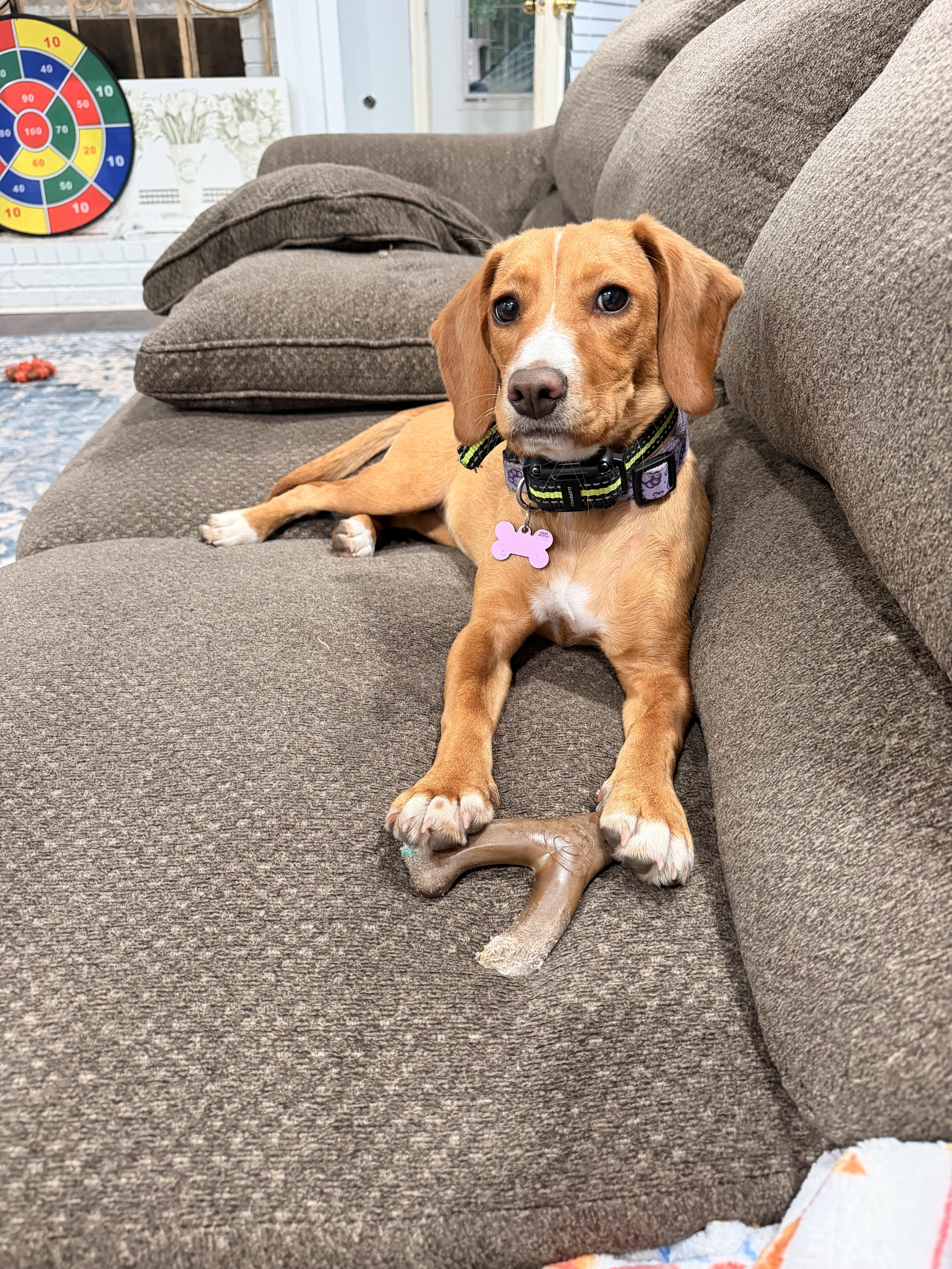 Marigold, a ADOPTABLE mixed breed in Bloomingdale, GA image 1/5
