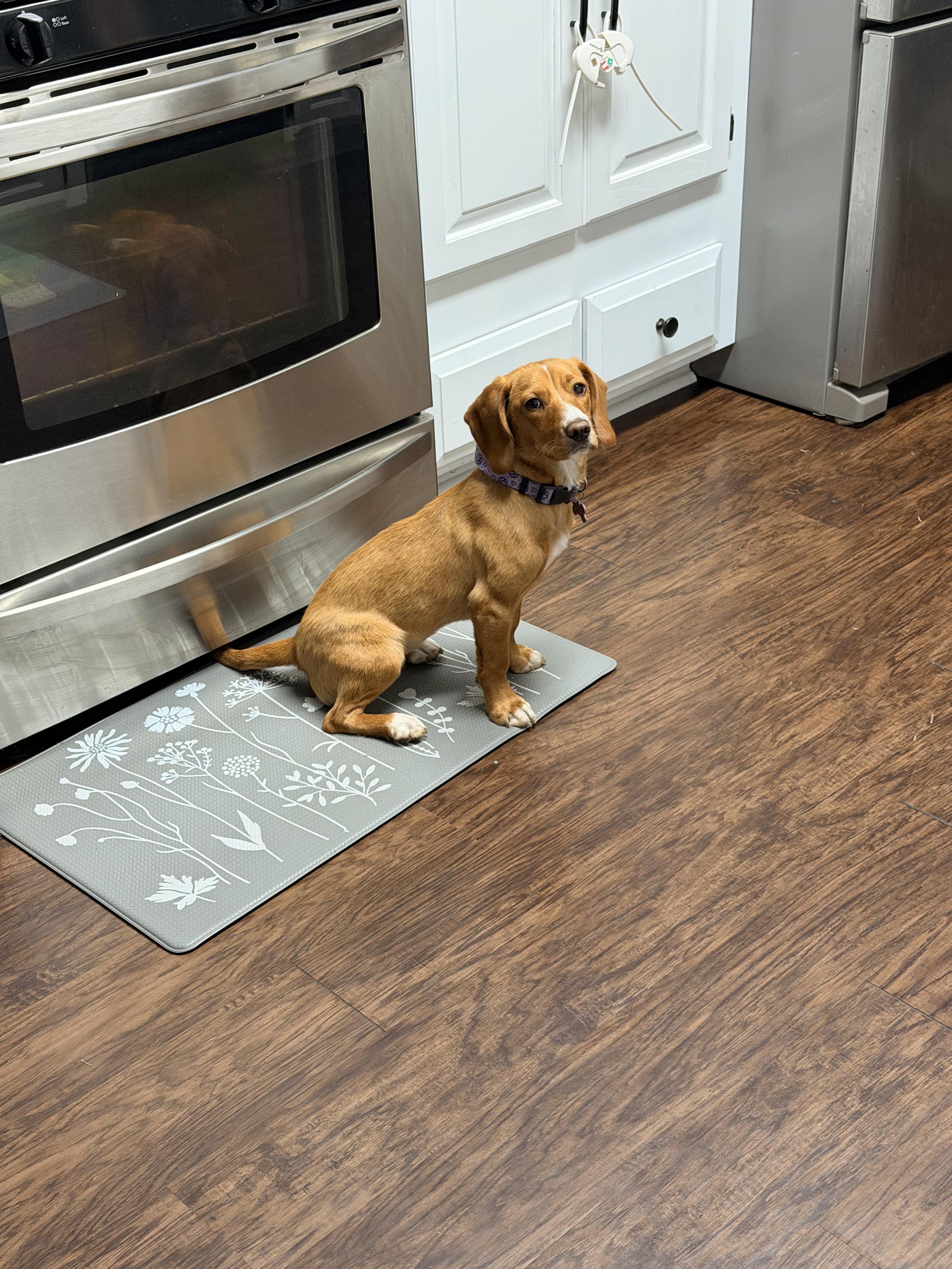 Marigold, a ADOPTABLE mixed breed in Bloomingdale, GA image 2/5