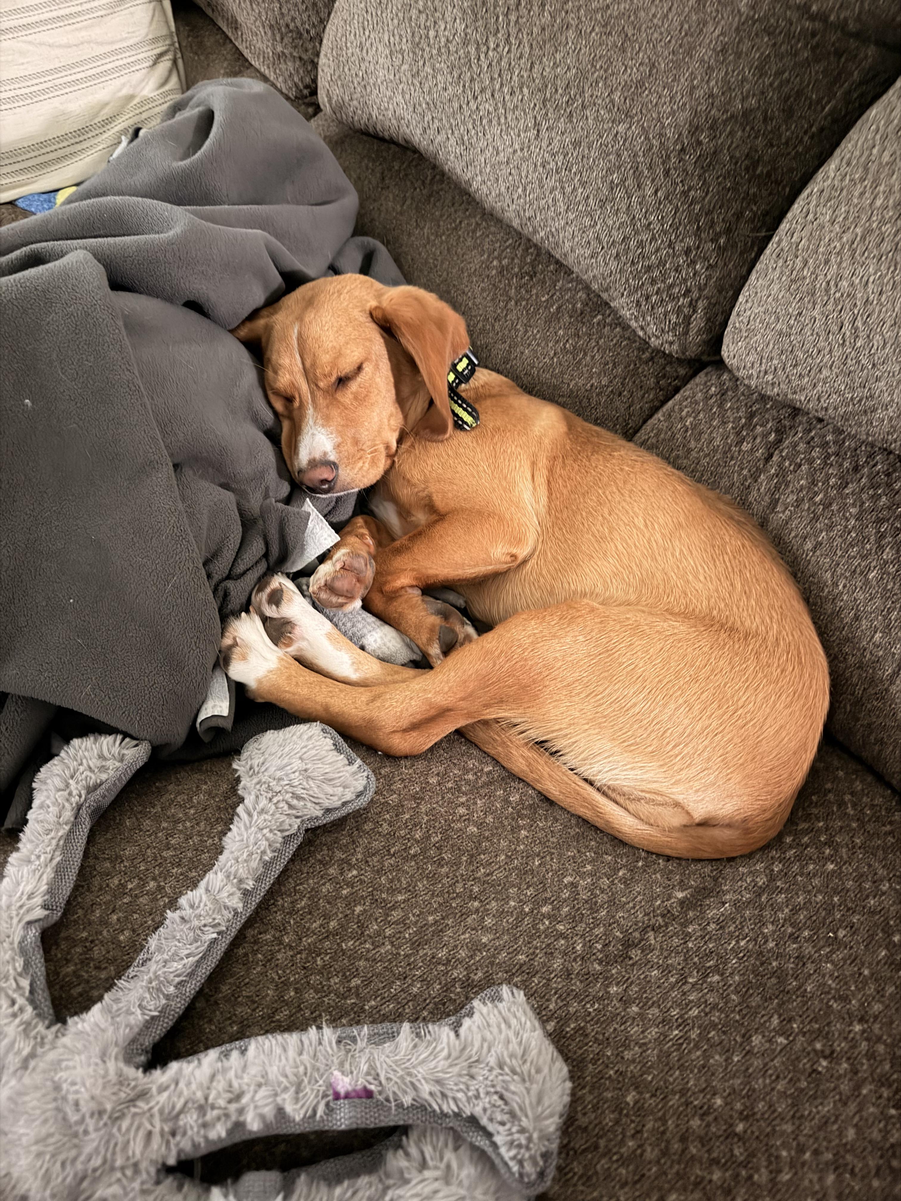 Marigold, a ADOPTABLE mixed breed in Bloomingdale, GA image 4/5