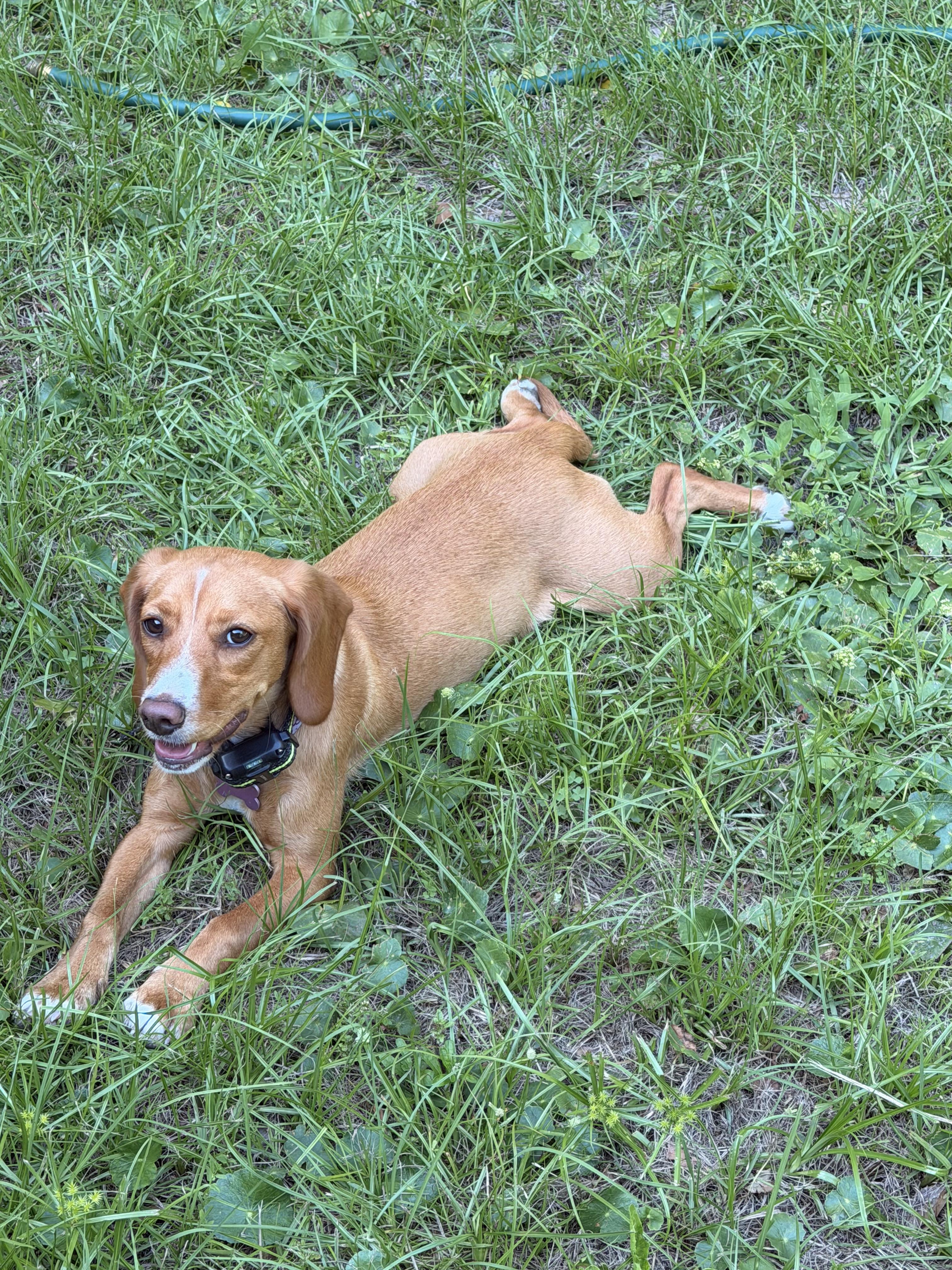 Marigold, a ADOPTABLE mixed breed in Bloomingdale, GA image 5/5