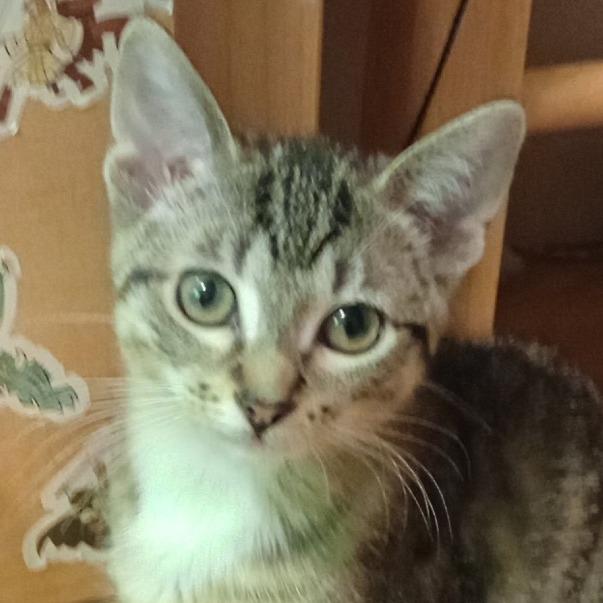 TigerCat, Adoptable, Young Female Domestic Short Hair & Domestic Short Hair.