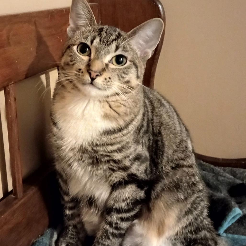 Enlarge TigerCat, a Adoptable mixed breed in Grand Rapids, MN image 2/2