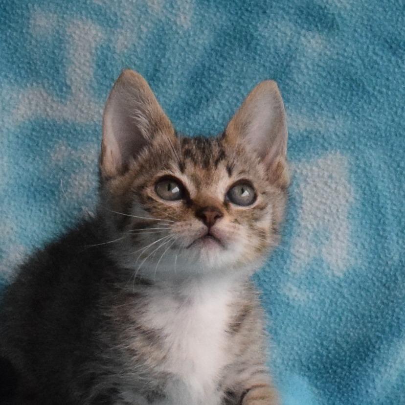John Jay, Adoptable, Kitten Male Domestic Short Hair.