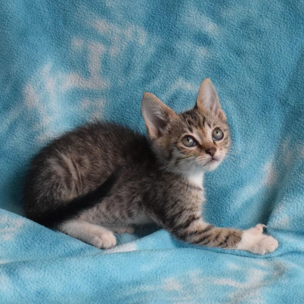 John Jay, a Adoptable Domestic Short Hair in Eureka, CA image 2/3