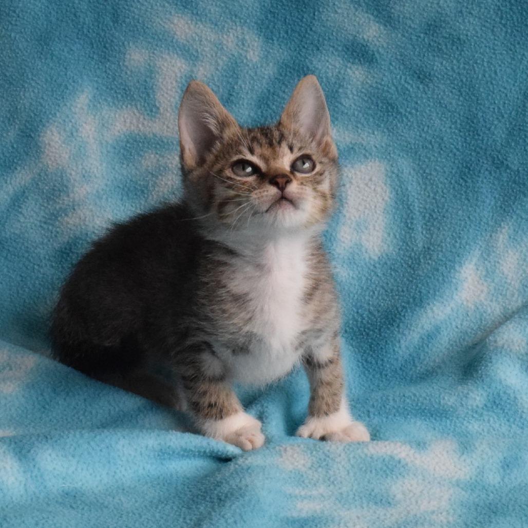 John Jay, a Adoptable Domestic Short Hair in Eureka, CA image 3/3