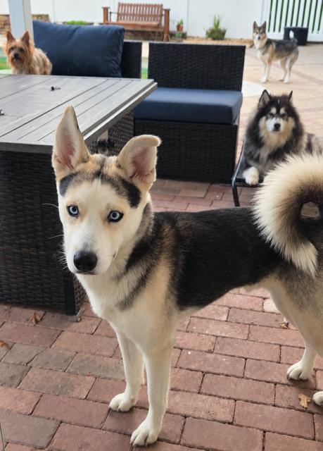 Buddy, Adoptable, Adult Male Husky & Australian Shepherd.