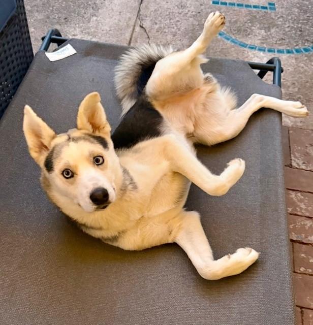 Enlarge Buddy, a Adoptable mixed breed in York, PA image 5/6