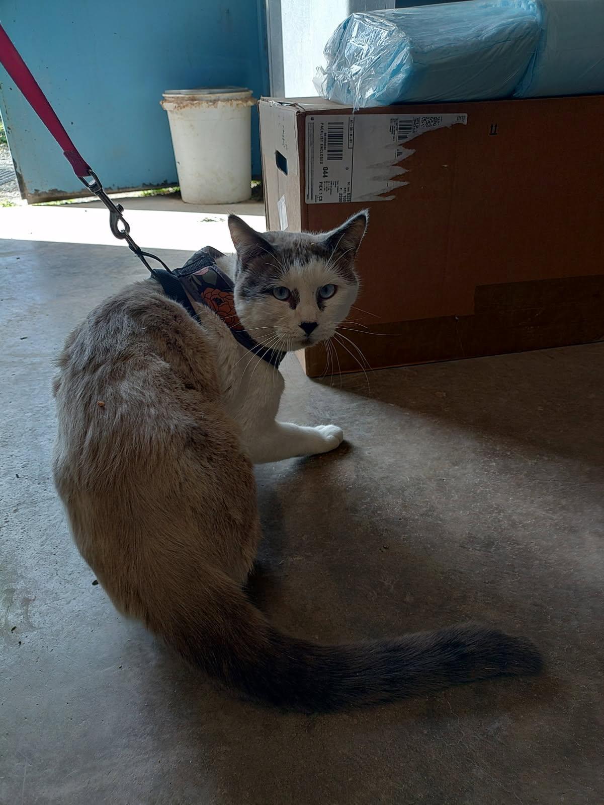 Enlarge Leo , a ADOPTABLE mixed breed in Lordsburg, NM image 1/1