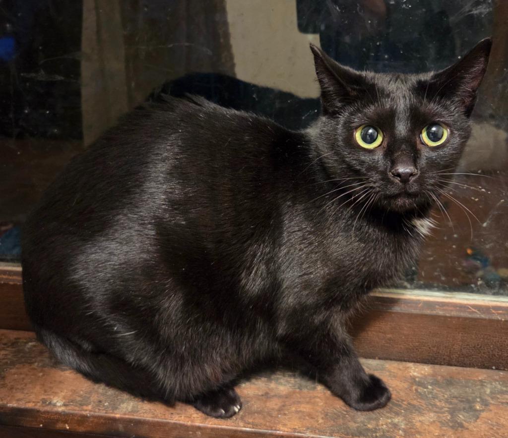 Spot, Adoptable, Young Female Domestic Short Hair.